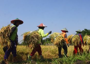 BPS Catat Upah Buruh Tani Naik 0,06 Persen Per Hari
