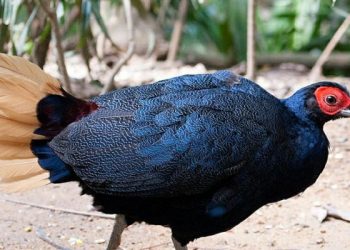 2 Burung di Riau Ini Statusnya Terancam Punah
