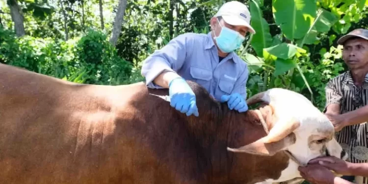 Kementan Cegah Penyebaran Kasus Antraks Di Yogyakarta