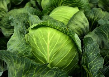 10 Manfaat Sayuran Hijau yang Jarang Kita Ketahui, Ternyata Sangat Baik Jaga Berat Badan