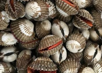 Makanan Seenak Kerang Disebut-Sebut Penyebab Kolesterol? Ini Penjelasannya