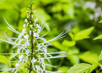 Apa Manfaat Daun Kumis Kucing Untuk Kesehatan, Bagaimana Cara Mengolahnya?