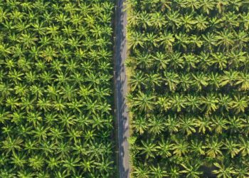 Pemerintah Jadi Terapkan B40 di Awal 2025, Harga Sawit Diprediksi Bakal Melonjak