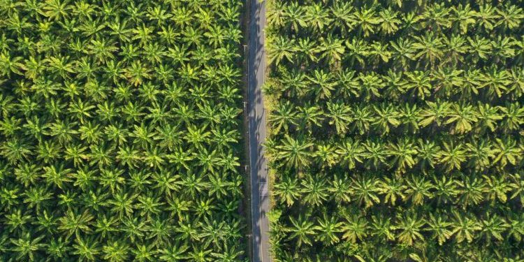 Pemerintah Jadi Terapkan B40 di Awal 2025, Harga Sawit Diprediksi Bakal Melonjak
