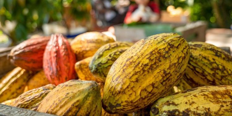 Kakao Bisa Jadi Komoditi Perkebunan Diandalkan Indonesia, Ini Buktinya