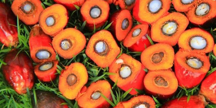 Harga CPO di Bursa Malaysia Makin Tergelincir