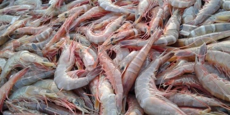 Ekspor Udang RI Terancam, Pemerintah Diminta Bidik Pasar Baru