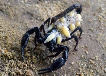 Memelihara Kalajengking: Hobi Unik yang Sedang Naik Daun