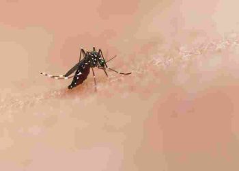 Cara Alami Lindungi Anak dari Gigitan Nyamuk Tanpa Bahan Kimia