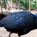 2 Burung di Riau Ini Statusnya Terancam Punah