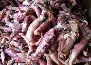 Begini Cara Masak Cumi Asin Agar Tidak Alot