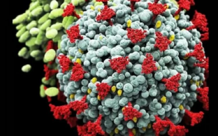 Indonesia Waspadai Covid-19 Varian Omicron, Kenali 5 Gejalanya