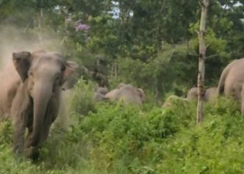 Gajah Liar Masuk Pemukiman, Beberapa Rumah Warga Pekanbaru Dirusak