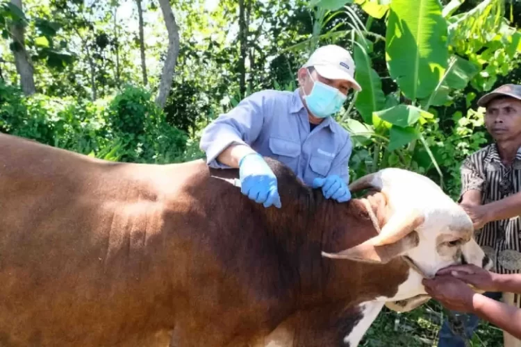 Kementan Cegah Penyebaran Kasus Antraks Di Yogyakarta