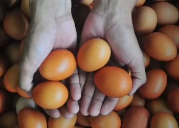 BPS: Telur ayam ras jadi komoditas penyumbang utama inflasi Maret 2024