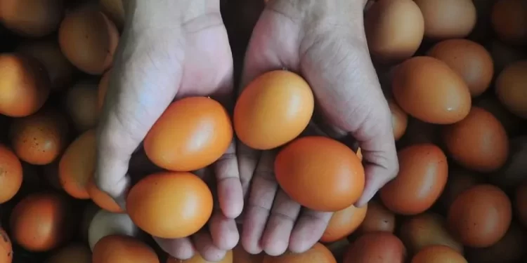 BPS: Telur ayam ras jadi komoditas penyumbang utama inflasi Maret 2024