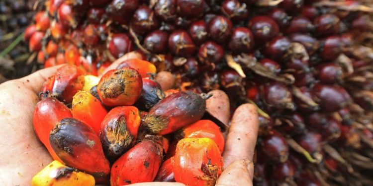 Pemerintah Indonesia Siap Kolaborasi Perdagangan dengan Mesir di Sektor Kelapa Sawit