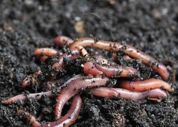 Panduan Bagaimana Cara Beternak Cacing Tanah untuk Pemula Sampai Panen