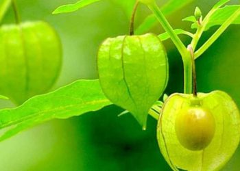 Rajin Konsumsi Buah Ciplukan Bisa Dapat 4 Khasiat Ini, Termasuk Mencegah Kanker