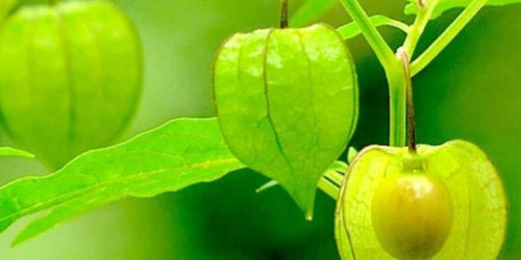 Rajin Konsumsi Buah Ciplukan Bisa Dapat 4 Khasiat Ini, Termasuk Mencegah Kanker