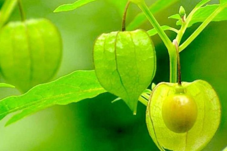 Rajin Konsumsi Buah Ciplukan Bisa Dapat 4 Khasiat Ini, Termasuk Mencegah Kanker