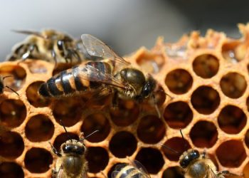 Cara Budidaya Lebah Madu, Panduan Lengkap dari Awal Hingga Panen
