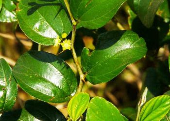 7 Manfaat Daun Bidara yang tidak Disangka