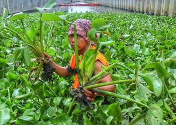 Profesor Ini Ungkap di Indonesia Ada ‘Tanaman Penghasil Emas’