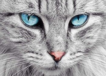 Cara Merawat Kucing Agar Bulu Indahnya Tetap Terjaga, Salah Satunya Perhatian Asupan Makanan