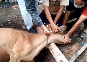 Waspada Antraks dan PMK, Berapa Lama Daging Kurban Boleh Disimpan? Ini Kata Pakar