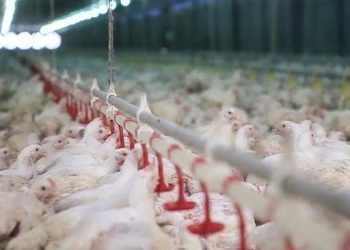 Filipina Larang Impor Unggas dari Australia Akibat Wabah Flu Burung