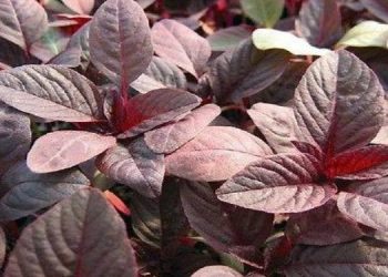 Manfaat Luar Biasa Bayam Merah untuk Kesehatan Anda