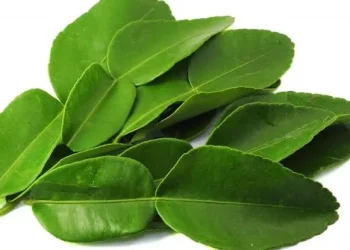 Mengungkap Manfaat Daun Jeruk bagi Kesehatan