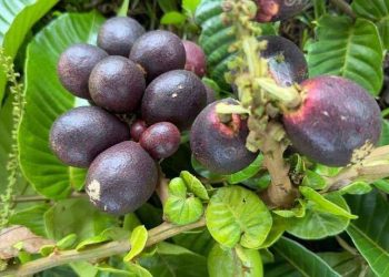 5 Manfaat Buah Matoa Bagi Kesehatan dan Kecantikan