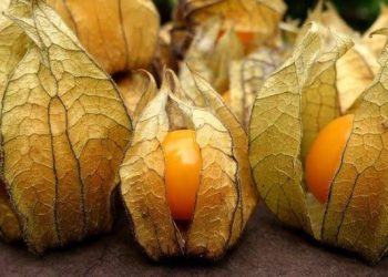 Permintaan Ekspor Terhadap Buah Ciplukan Kian Meningkat, Vietnam Minta 306 Kg