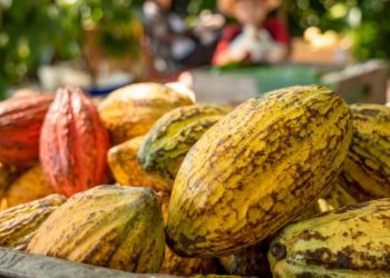 Kakao Bisa Jadi Komoditi Perkebunan Diandalkan Indonesia, Ini Buktinya