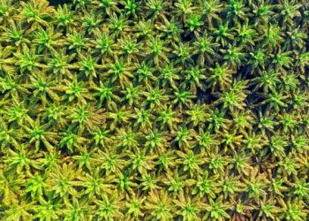 Harga CPO Turun Usai Naik Dua Hari Beruntun, Potensi Turun Masih Berlanjut