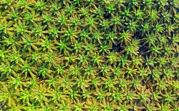 Harga CPO Turun Usai Naik Dua Hari Beruntun, Potensi Turun Masih Berlanjut