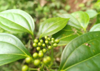 5 Tanaman Obat Alami Pengendali Gula Darah untuk penderita Diabetes