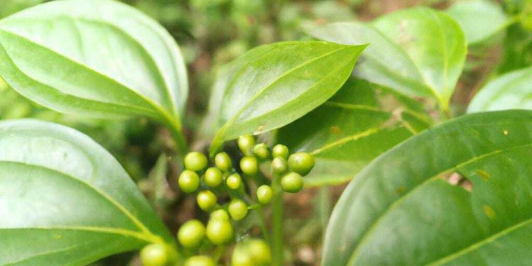5 Tanaman Obat Alami Pengendali Gula Darah untuk penderita Diabetes