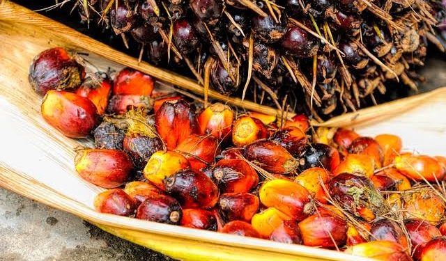 Harga CPO Naik Dua Hari Beruntun, Tapi Masih Tertekan Profit Taking