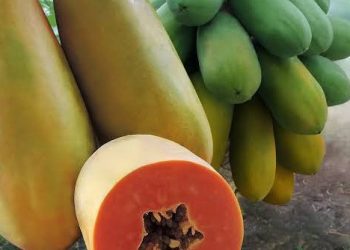 Ini Manfaat dan Pantangan Konsumsi Pepaya untuk Kesehatan