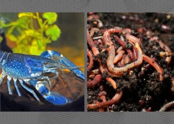 Kini Usaha Budidaya Lobster Lebih Menjanjikan, Cacing Tanah Bisa Jadi Pakan Ramah Lingkungan