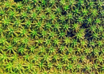 Harga CPO Naik di Bursa Malaysia, Ditopang Prediksi Penurunan Produksi