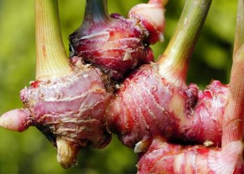 Manfaat Rebusan Jahe untuk Tubuh yang Lebih Sehat dan Bugar