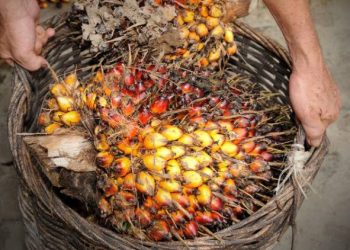 Harga Referensi CPO Februari 2025 Turun, Pemerintah Tetapkan Bea Keluar dan Pungutan Ekspor