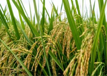 China Kembangkan Varietas Padi yang Sehat untuk Jantung