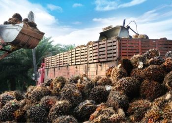 Harga CPO di BMD Melonjak Akibat Ekspektasi Penurunan Produksi