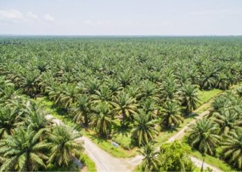 Harga CPO Anjlok di Bursa Malaysia, Tertekan Sentimen Negatif