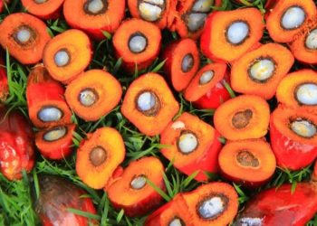 Harga CPO di Bursa Malaysia Makin Tergelincir